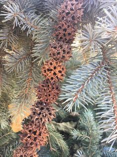 the branches of a pine tree are brown and green