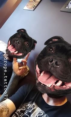 two black dogs with their mouths open sitting on a man's lap and holding a cup