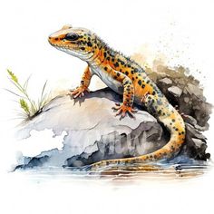 an orange and black lizard sitting on top of a rock