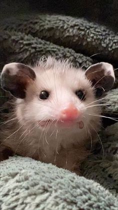 a small white and brown ferret sitting on top of a bed covered in blankets