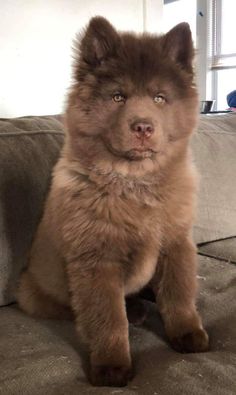 a brown dog sitting on top of a couch