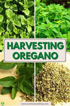 several different types of herbs with the words harvesting oregano on top and below them