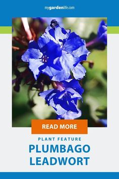 blue flowers with the words read more plant feature plumpago leadwot on it