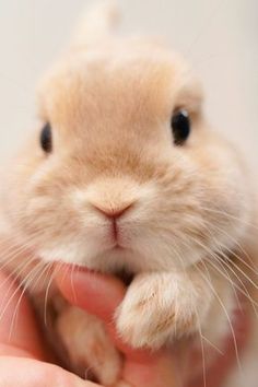 a small rabbit is being held in someone's hand with its front paws up