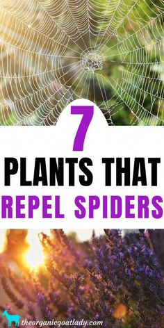 Are you scared of spiders? Are you looking for plants that repel spiders? Here are seven plants that will help to keep the creepy crawly pests away! Plants That Repel Spiders, Snake Repellant, Natural Spider Repellant, Repel Flies, Snake Repellent, Spiders Repellent, Scared Of Spiders