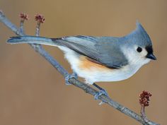 a small bird sitting on top of a tree branch with berries in it's beak