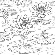 a coloring page with water lilies and lily pads