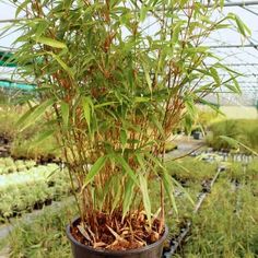 a potted plant in a greenhouse filled with lots of plants