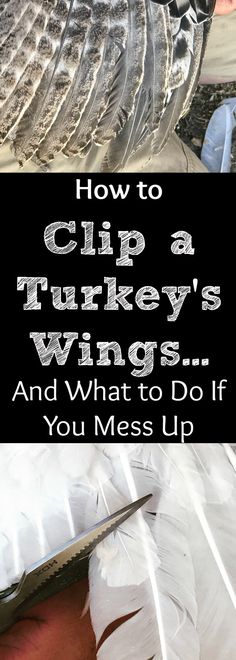 how to clip a turkey's wings and what to do if you mess up