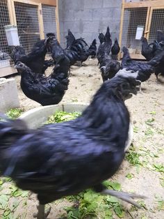 several black chickens in a caged area with green plants and dirt on the ground