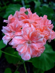 pink and white flowers with green leaves in the background