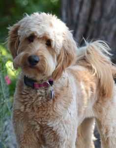 a shaggy dog standing on top of a wooden bench next to a tree and flowers