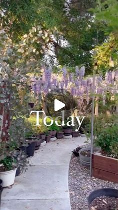 an outdoor garden with lots of plants and flowers in the background that says today on it