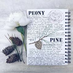 an open notebook with pine cones and flowers on the cover, next to it is a white peony