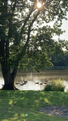 ducks are swimming in the water near a tree and grassy area with sun shining on it