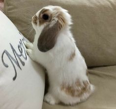 a rabbit sitting on top of a couch next to a pillow