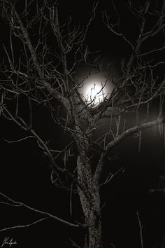 a tree with no leaves in the dark at night, under a street light on an overcast day