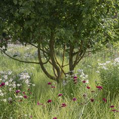 an open field with flowers and trees in the background