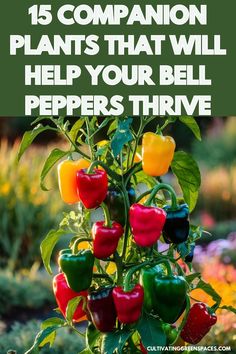 Boost the growth and productivity of your bell peppers with these 15 companion plants. Discover the perfect plant companions that provide support, pest control, and nutrient enhancement for your bell pepper plants. Pepper Plant Companions, Bell Pepper Companion Plants, Planting Bell Peppers, Companion Plants For Peppers, Canning Bell Peppers, Onion Companion Planting, Veg Growing, Plant Companions