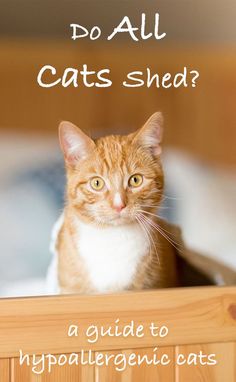 an orange and white cat sitting in a basket with the words do all cats shed?