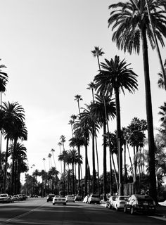 black and white photograph of palm trees lining the street with cars parked on the side