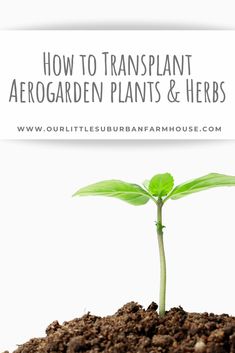 a young plant with the words how to transplant aero garden plants and herbs on it