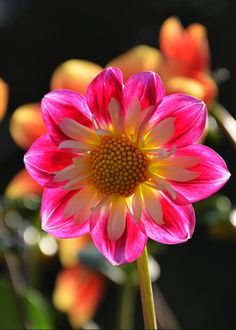 a pink and white flower with many other flowers in the backgroung behind it