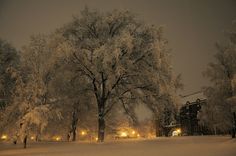 the snow covered trees are lit up by street lights