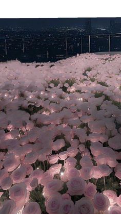 large group of pink flowers sitting in the middle of a field with lights shining on them