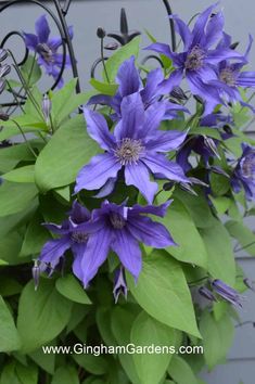 purple flowers are blooming in front of a metal fence