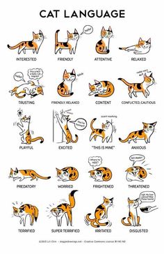 an orange and black cat is shown in the language of spanish, with other words on it