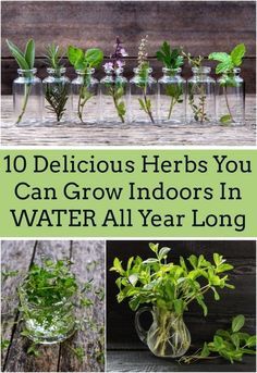 10 delicious herbs you can grow indoors in water all year long