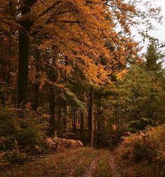 a dirt road surrounded by trees with yellow leaves