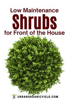 the words low maintenance shrubs for front of the house are in red and black letters