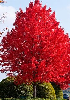 a large red tree in the middle of a park