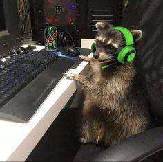 a raccoon wearing headphones sitting in front of a computer