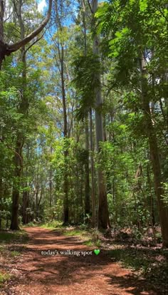 a dirt road in the middle of a forest with lots of trees on both sides