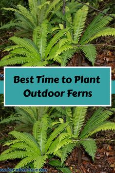 Best Time to Plant Outdoor Ferns text overlaid on lush ferns. Outdoor Ferns, Planting Ferns In Ground, How To Take Care Of Ferns Outside, Garden Ferns, Fern Planters Ideas Outdoor, Fern Garden Ideas, Types Of Fern Plants