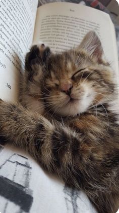 a cat sleeping on top of an open book with it's head resting on its paws