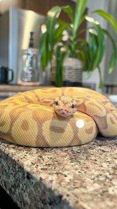 a large yellow snake sitting on top of a counter next to a potted plant