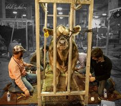 two men working on a cow in a cage with another man standing next to it