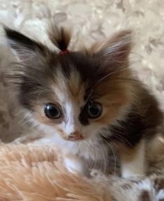 a small kitten sitting on top of a fluffy blanket