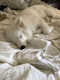 a white dog laying on top of a bed covered in sheets and blankets with his eyes closed