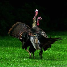 a large turkey walking across a lush green field