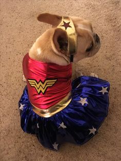 a small dog dressed up as wonder woman