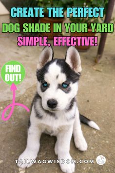 a puppy with blue eyes sitting on the ground next to a sign that says create the perfect dog shade in your yard simple, effective