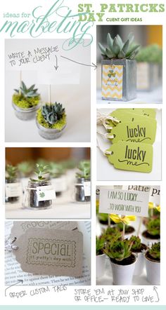 the collage shows different types of succulents in small pots and tags