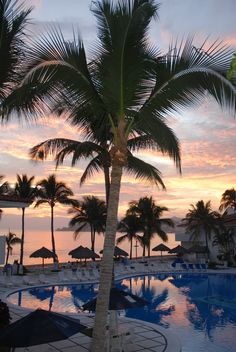 a palm tree next to a swimming pool with the sun setting in the distance behind it