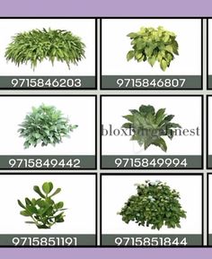 various types of plants that are in different sizes and colors, with the names below them