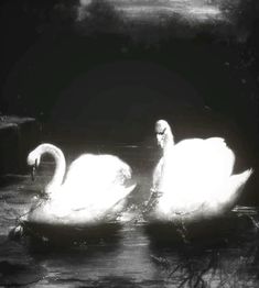 two white swans swimming on top of a body of water in black and white photo